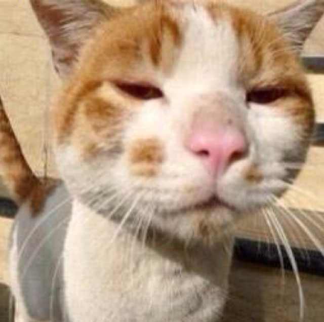 猫大胖