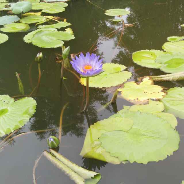 明儿