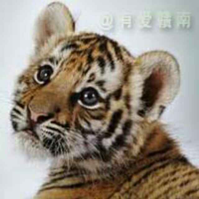 自由飞翔