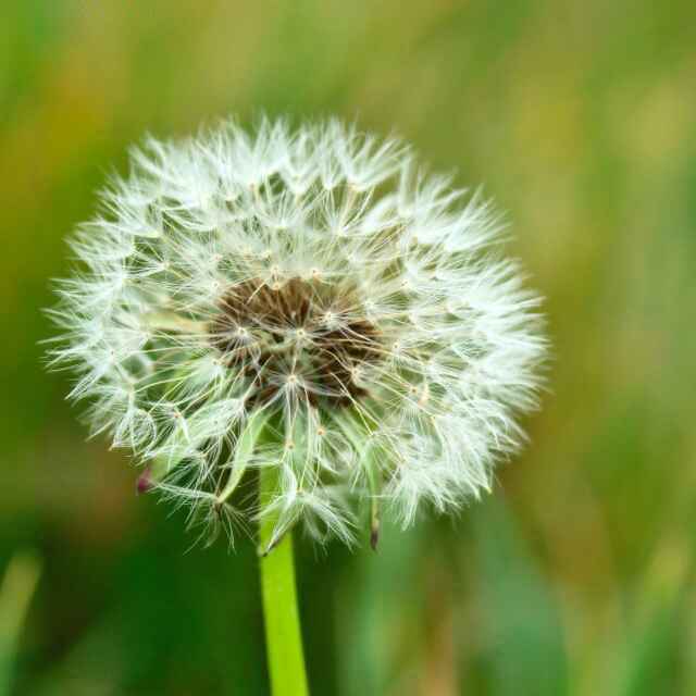 千里草