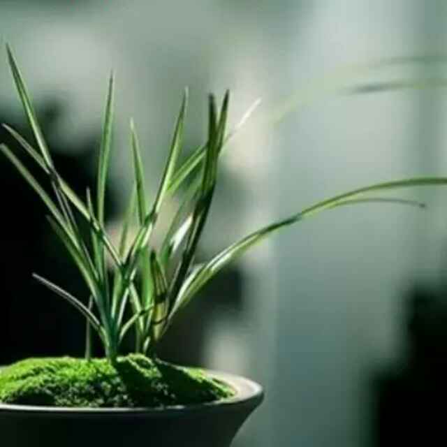清枕