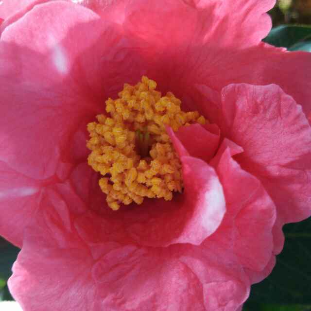 叶子花
