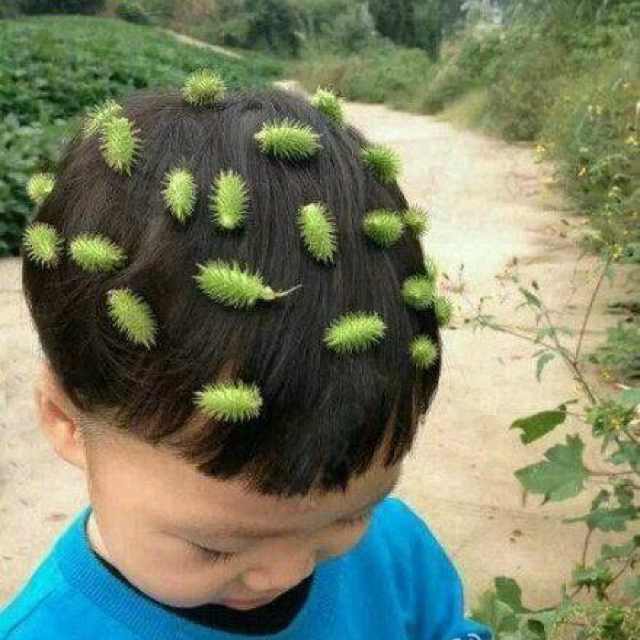 乐乐羊