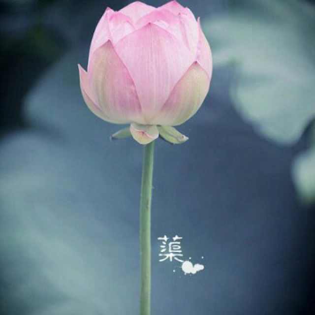 佛心小兔子