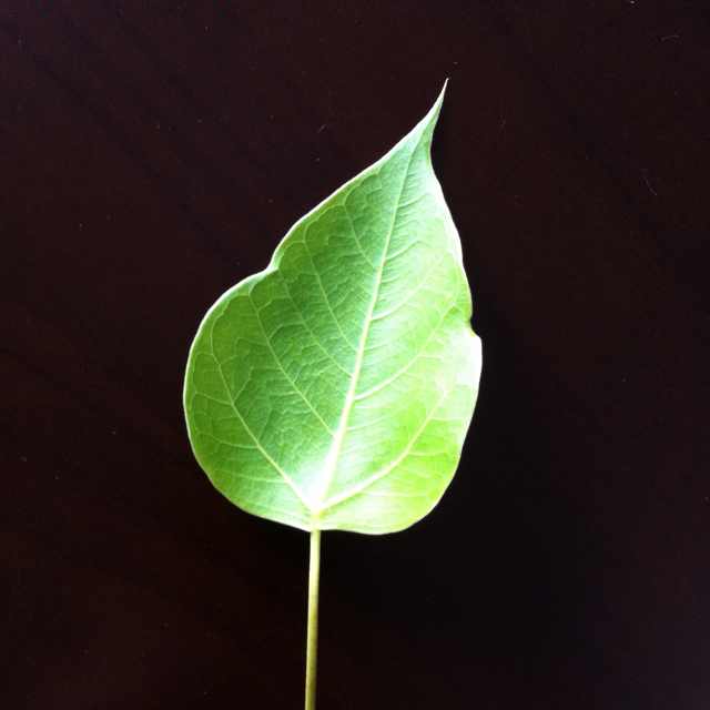 一叶一菩提(Mr. Xu You Wang)