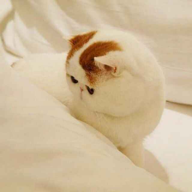 科