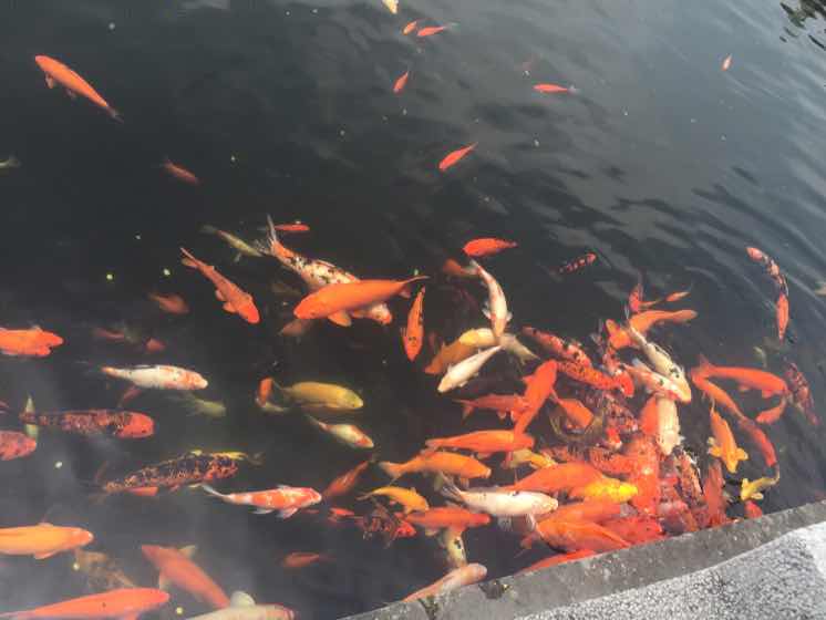 如鱼得水