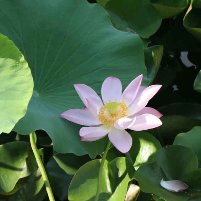 归文明