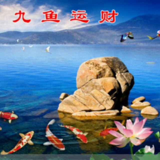 新哥