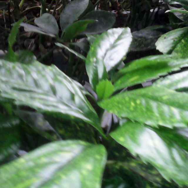 杰