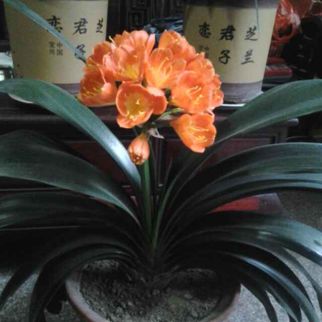 湘湘