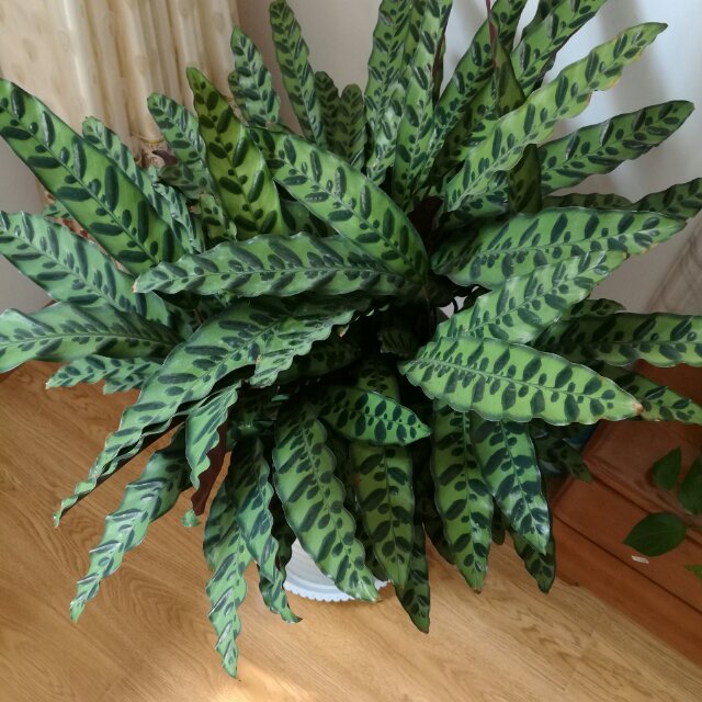 王德胜