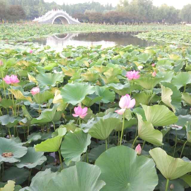 毛哥