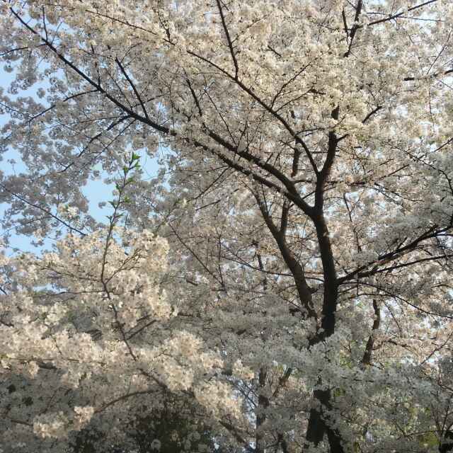 飞飞