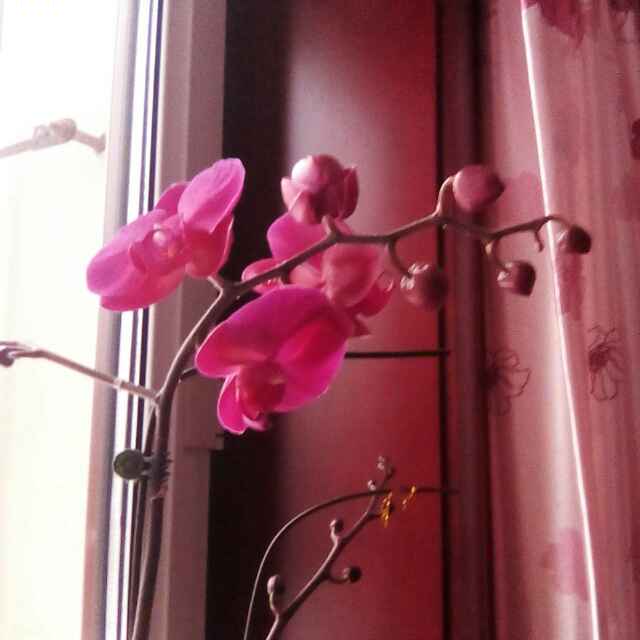 草莓