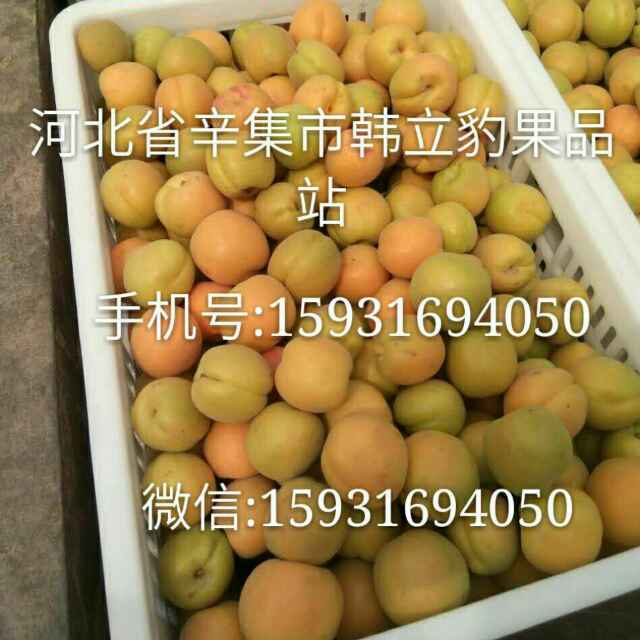 老骨头帮子