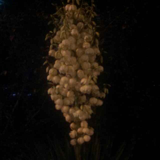 华中虎
