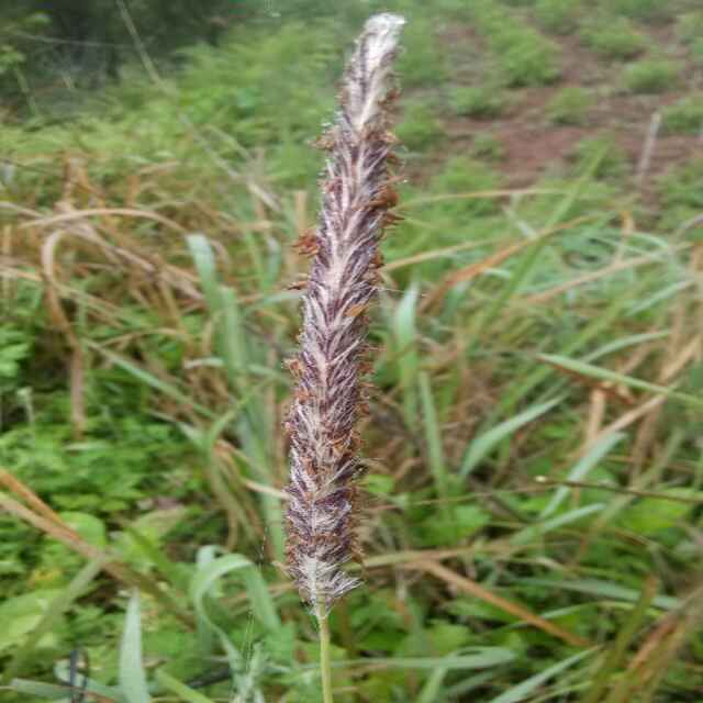 阿拉