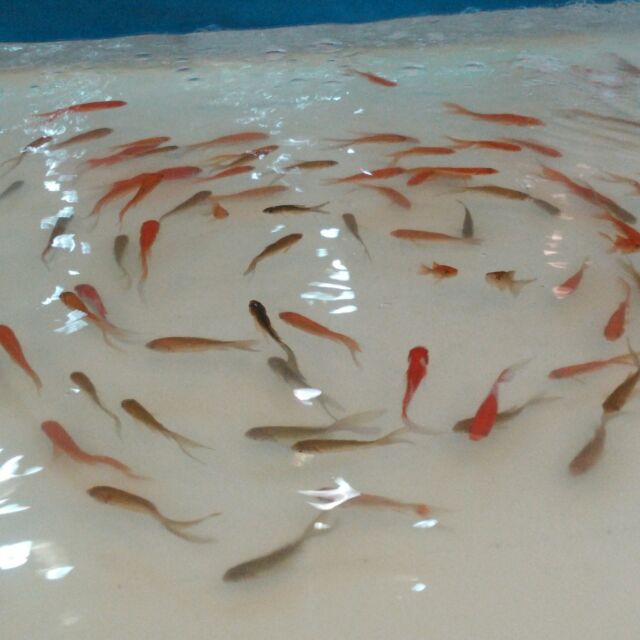 暗影之暗