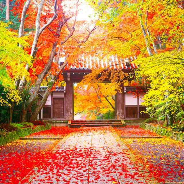 春华