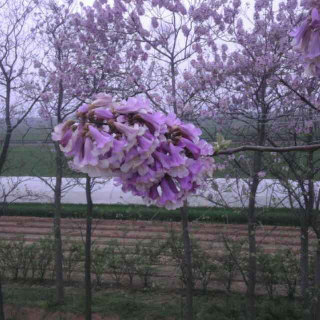 raymand
