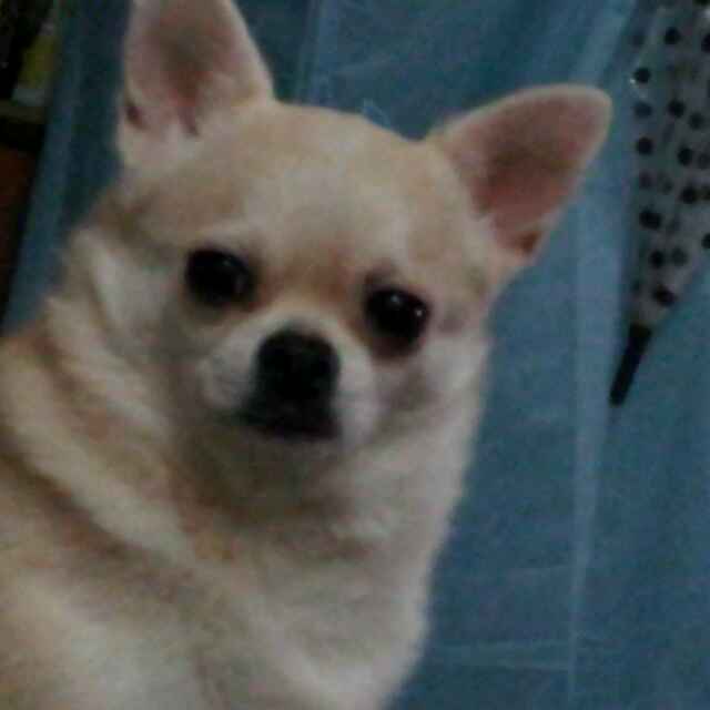萍