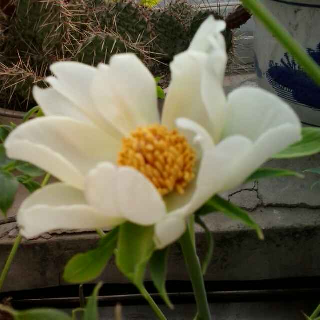 胖花