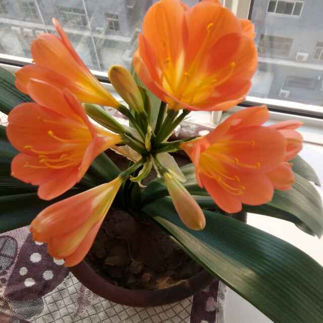 齐鲁