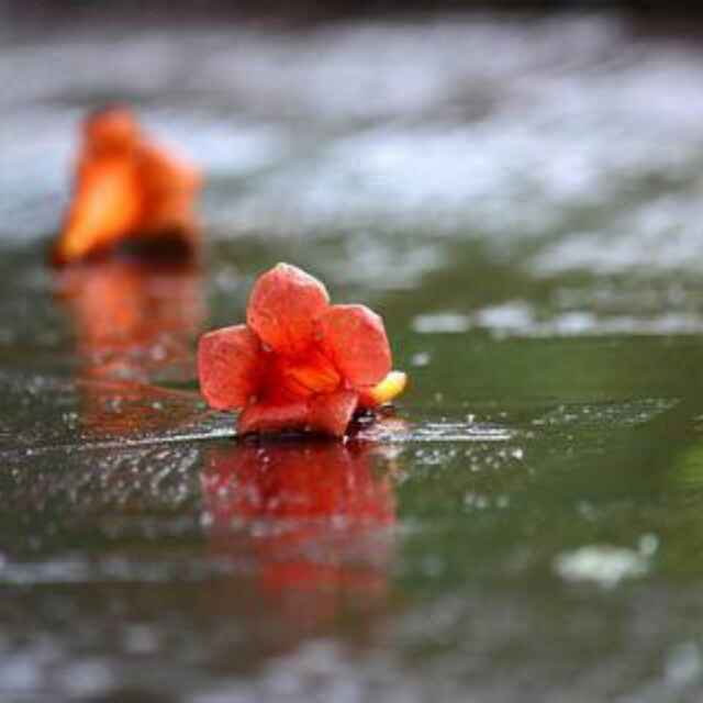 春雨