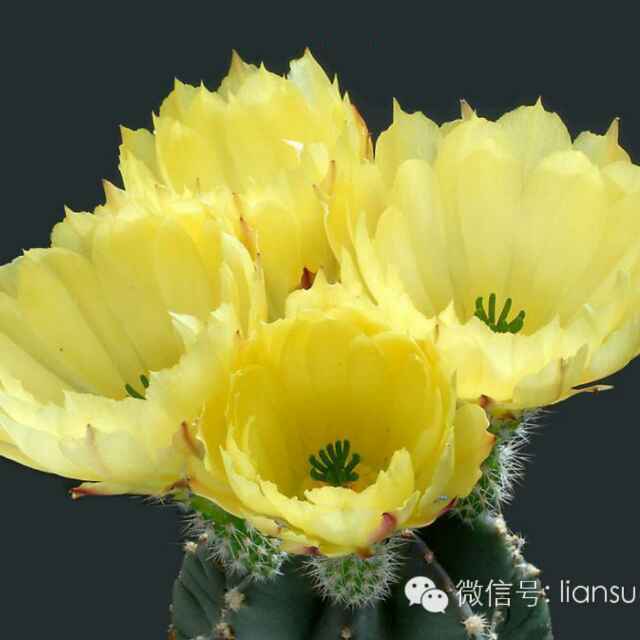 仙人掌