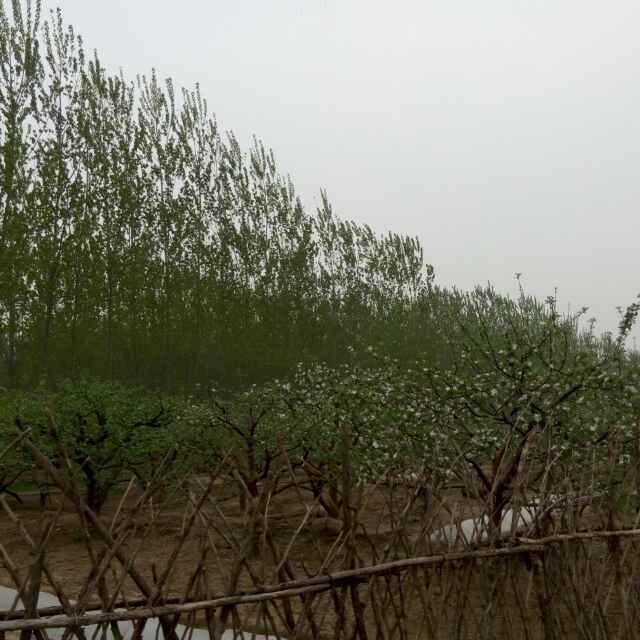 微风佛面
