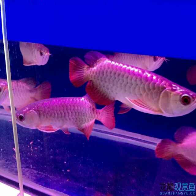 午后清茶 