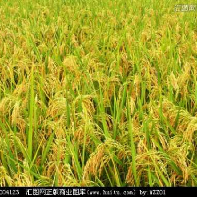 金穗迎镰