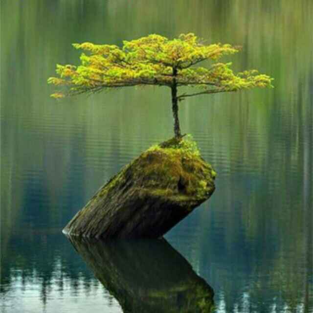  孤寂的心 