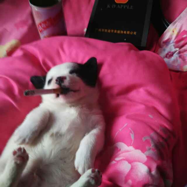 灰色的人