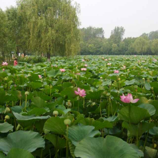 平常心