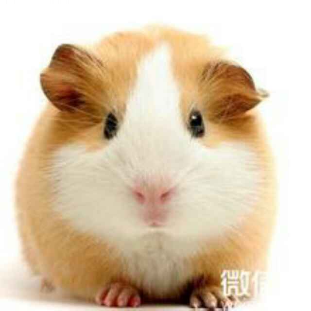 金鼠
