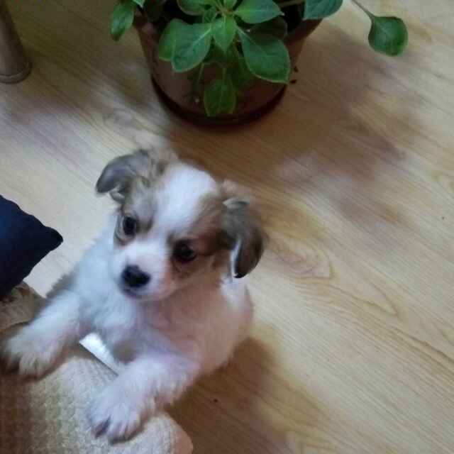 爱做梦的小男孩