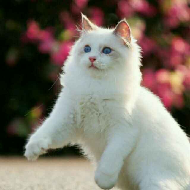 高