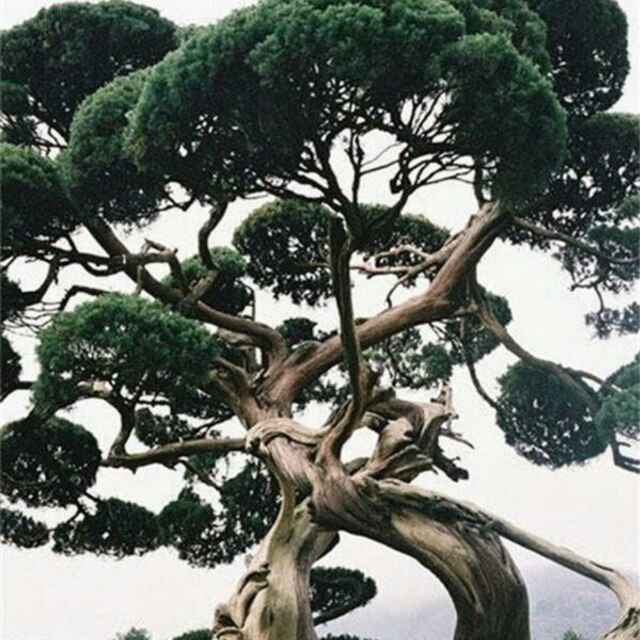 人生如梦