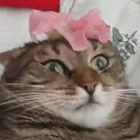 瑾