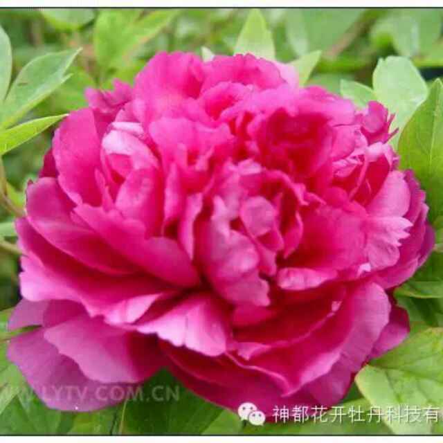 漫苑橄榄