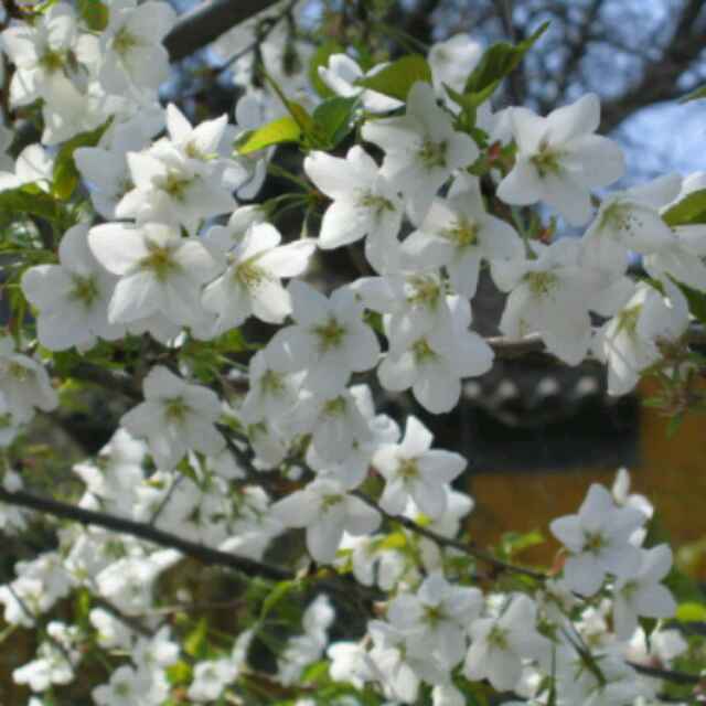 红蜻蜓
