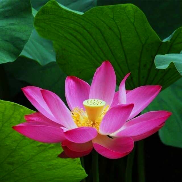 謝冠斌