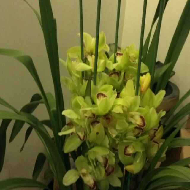 草根