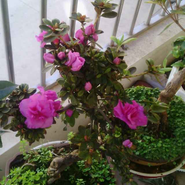 张彩仙