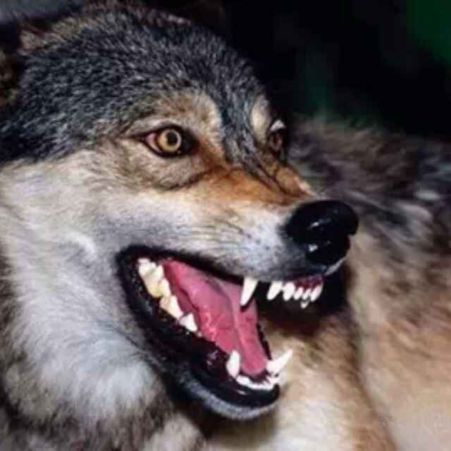 狼族