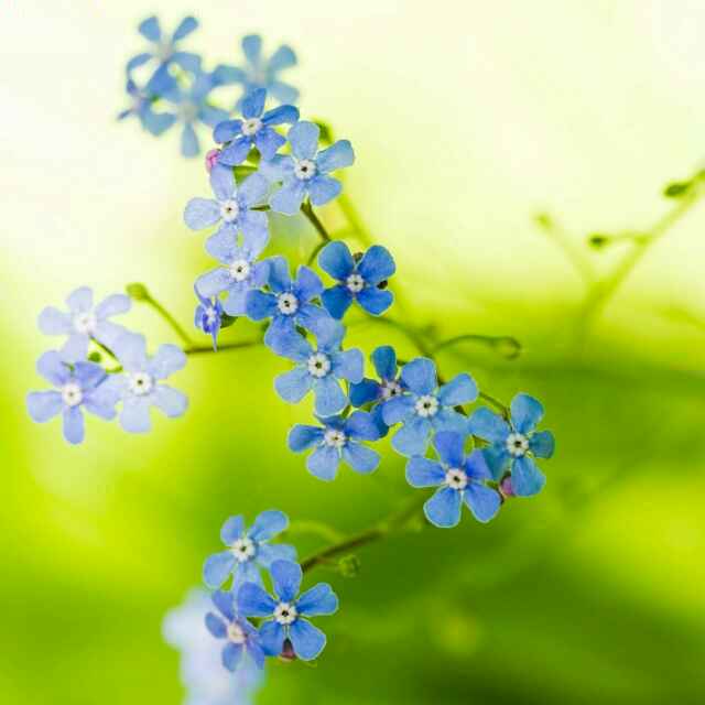 花满庭