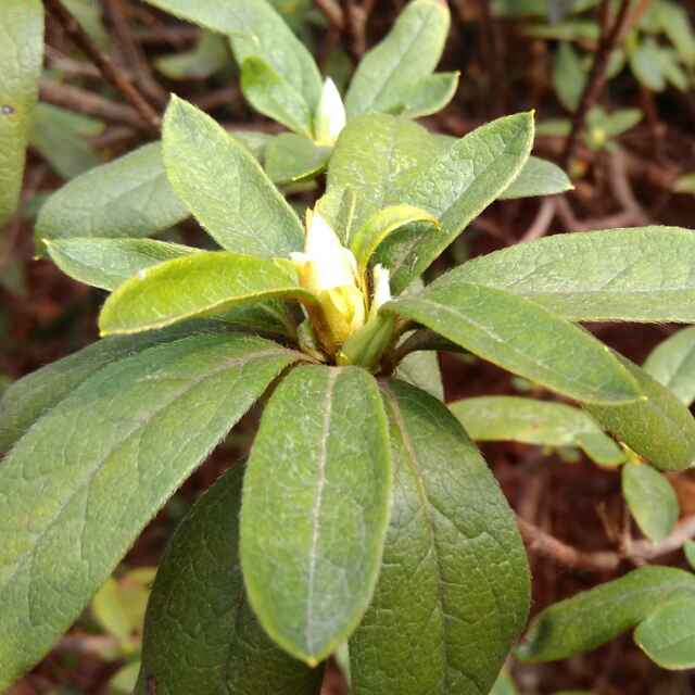 宦莉