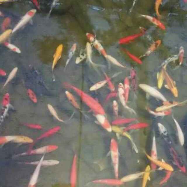 莲年有鱼